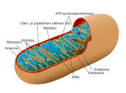 Berikut data lengkap tentang mengapa mitokondria disebut sebagai the powerhouse of cell. 26 Fungsi Mitokondria Pada Sel Beserta Penjelasannya Lengkap