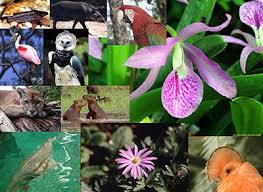 Resultado de imagen para flora y fauna