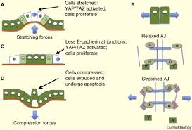Epithelial Homeostasis Sciencedirect