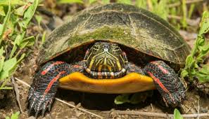 Go green and save a turtle. Eastern Painted Turtle 2021 Overview Care Sheet All Turtles