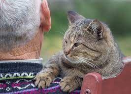 We know that no living being can survive without food and water. At What Age Do You Stop Treatment Tufts Catnip
