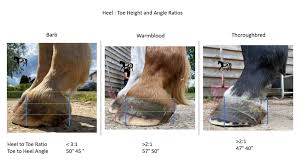 What is the ideal heel height?... - The Equine Documentalist ...