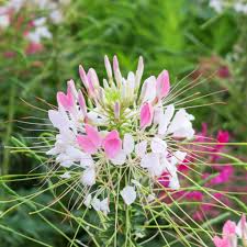 Image result for Cleome rubella