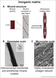 13,329 bones 3d models found. From Bone Regeneration To Three Dimensional In Vitro Models Tissue Engineering Of Organized Bone Extracellular Matrix Sciencedirect