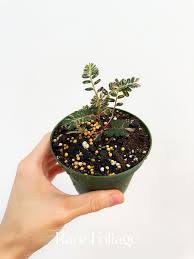 Image result for Phyllanthus taylorianus