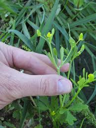 Image result for Ranunculus multifidus