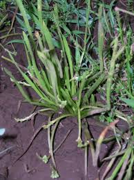 Image result for Wiesneria