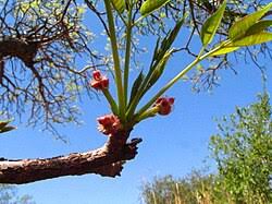 Image result for Sclerocarya birrea