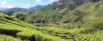 Agoda.com has been visited by 100k+ users in the past month A Guide To Visit The Tea Plantations In The Cameron Highlands Malaysia Cool Hikes