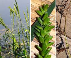 Image result for Styppeiochloa