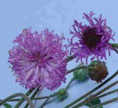 Image result for Erlangea