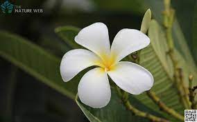 Maybe you would like to learn more about one of these? Common White Frangipani