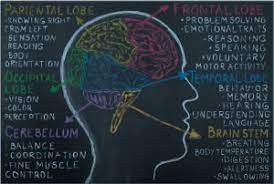 Your brain tumor might affect your personality depending on its size, type, and location, a brain tumor can have a profound effect on your personality and behavior. Behaviour And Personality Change Brainstrust Brain Tumour Charity