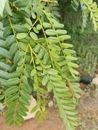 Image result for Cordyla