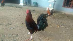 Explore tweets of sabung ayam @sabungayam2 on twitter. Ayam Peru Vs Philipin Youtube