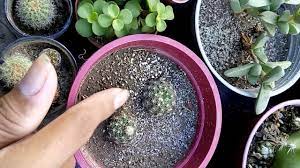The small, flat green stem segments are smooth, except for the toothed edges. How To Care Your Cactus And Succulent In The Philippines Youtube