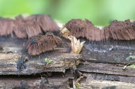 Image result for Stemonitis fusca