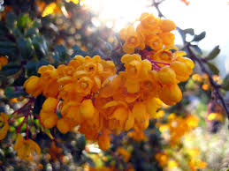 Image result for Berberis darwinii