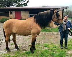 How to draw a mustang horse head. Movie Preview The Mustang Horse Illustrated