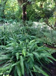 Image result for Blechnaceae