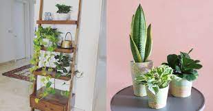 Add these small cute plants to your cubicle, apartment, or tiny house. Malaysian Online Stores To Buy Indoor Plants For A Home Garden