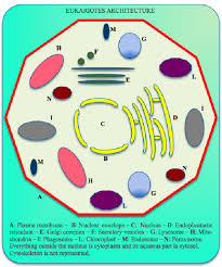 We did not find results for: The Architecture Of An Eukaryotic Cell That Highlights The Main Download Scientific Diagram