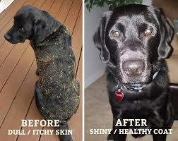 Apple cider vinegar is a natural food preservative and disinfectant. Benefits Of Organic Apple Cider Vinegar For Your Dog