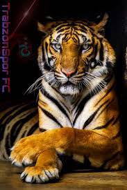 Maybe you would like to learn more about one of these? Pin By Serkan Dayioglu On Trabzonspor Animals Beautiful Animals Wild Most Beautiful Animals