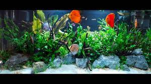 Fish Tank Overhaul 55 Gallon Nature Aquarium Youtube