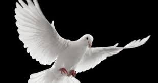 Weird Bird From Finding Dory Witte Duif Dove Flying Dove Tattoos White Doves