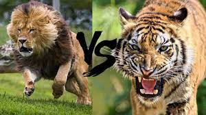 Cea mai mare felina in viata din lume. Leul Impotriva Tigrului Leu Vs Tigru Top Batalii Fioroase Intre Animale Cine E Mai Puternic Youtube
