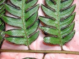 Image result for Pteris similis