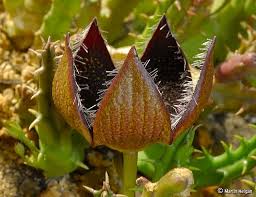 Tridentea Gemmiflora Flower Bud Opening Flowers Flower Bud Carnivorous Plants