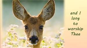 As the deer pants live. Song As The Deer Pants For The Water By The Maranatha Praise Band Youtube