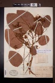 Image result for Isoberlinia doka