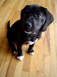 The beagle labrador mix originated from the united states and is a deliberately crossbred designer dog that has risen to popularity over the last three decades. The Beagle Lab Mix A K A Beagador Fun Playful With A Mind Of Its Own Animalso