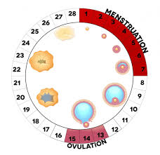 How Ovulation Calculator Helps To Track Your Fertile Date Basic Baby Care Tips Products And More