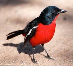 Birds Of A Feather Flock Together Meaning In Malayalam Rooiborslaksman Crimson Breasted Shrike Birds Bird Wings Bird