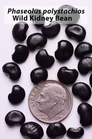 Image result for Phaseolus