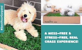 With the right care and attention, your sod will look fantastic! Amazon Com Fresh Patch Plastic Flood Tray For Xl Real Grass Pee And Potty Training Pad For Large Dogs And Multi Dog Households Indoor And Outdoor Use 4 Feet X 2