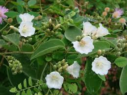 Image result for Bonamia mossambicensis