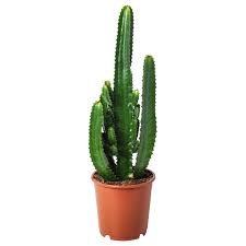 Centro de mesa con pecera, perlas, copa relevancia nombre, a a z nombre, z a a price, low to high precio, de más alto a más bajo ver envio. Euphorbia Acrurensis Planta Ikea