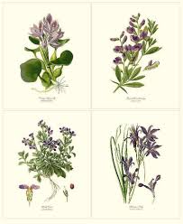 ❤ get the best vintage flowers wallpaper on wallpaperset. Lavender Flower Botanical Print Set Of 4 Vintage Charting Nature
