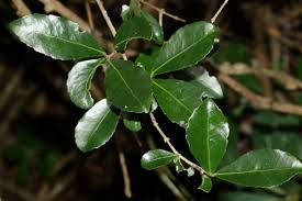 Image result for Hippocratea