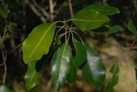 Image result for Uapaca nitida