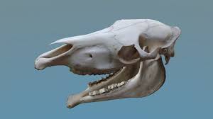 Full Horse Skull 3d Model Horse Skull Animal Skulls Skull