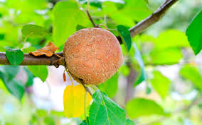 The fungus overwinters on dead apple leaves on the ground. Rise Of Fireblight Incurable Disease Which Ravages Apple And Pear Trees Doubles In Past Year Rhs Reveals