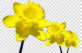 Pin On Spring Flowers