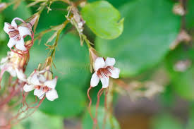 Image result for Strophanthus sarmentosus