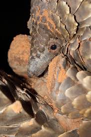 Their scales are dangerous weapons. Un Flags Role Of China S Traditional Medicine In Global Demand For Trafficked Pangolin Scales Eia